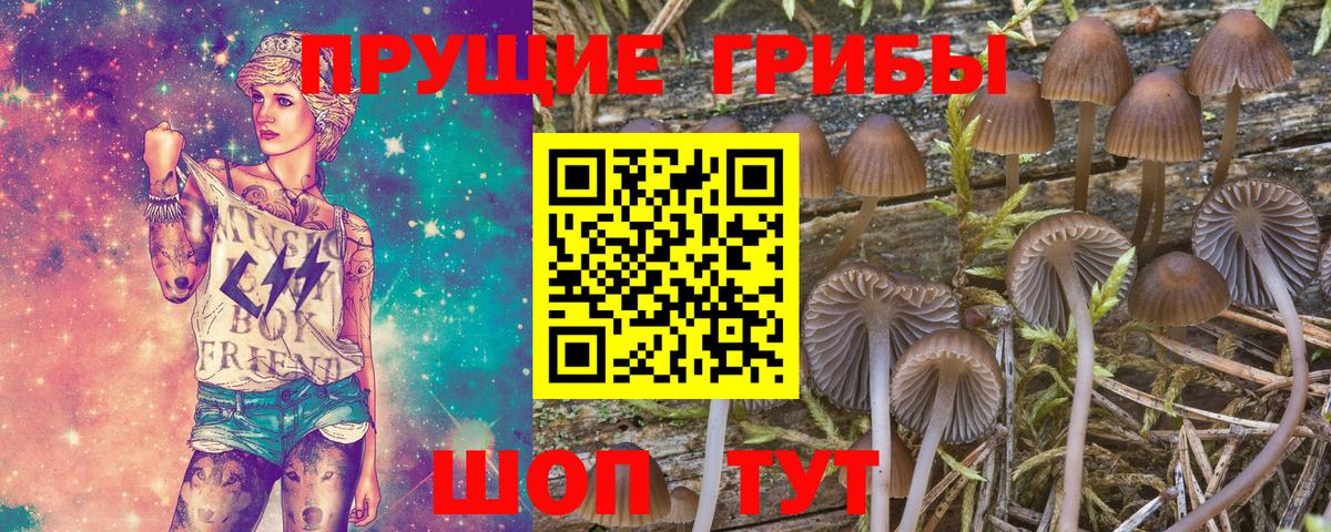Псилоцибиновые грибы Psilocybine cubensis Фрязино
